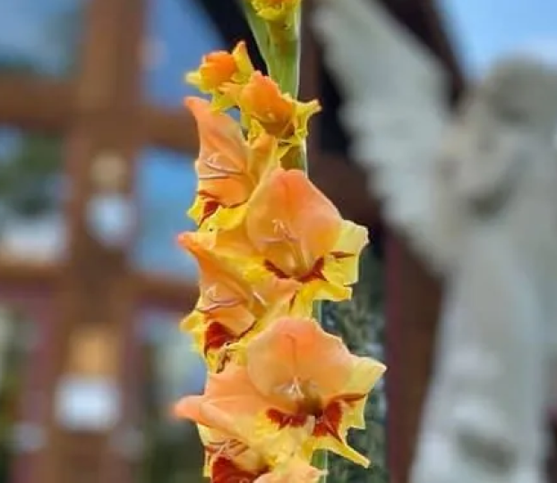 Gladiola in bloom