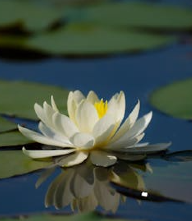 Lily floating on still water